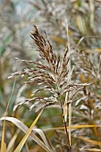 Reeds, Sedge, Phragmites australis, Close up detail outdoor.