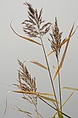 Reeds, Sedge, Phragmites australis, Close up detail in a studio against grey background.
