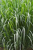 Dallas Blues switch grass, Panicum virgatum Dallas Blues, Growing outdoor.