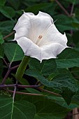 Devils trumpet, Datura metel, White trumpet shaped flower growing outdoor.