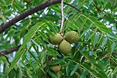 Eastern Black Walnut, Juglans nigra, Green fruit growing outdoor on the tree.