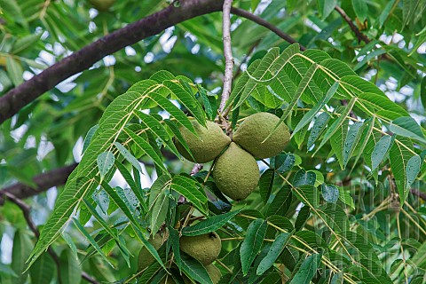Eastern_Black_Walnut_Juglans_nigra_Green_fruit_growing_outdoor_on_the_tree