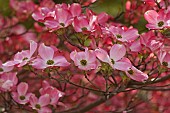Dogwood, Flowering Dogwood, Cornus florida, Mass of small pink coloured flowers growing outdoor.