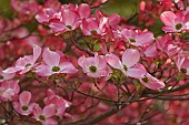 Dogwood, Flowering Dogwood, Cornus florida, Mass of small pink coloured flowers growing outdoor.