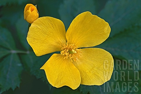 Forest_poppy_Hylomecon_vernalis_Yellow_coloured_flower_growing_outdoor