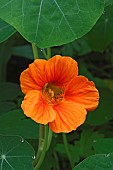 Nasturcium, Tropaeolum majus, Peach coloured flower growing outdoor.