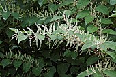 Giant knotweed, Fallopia sachalinensis, Growing outdoor.