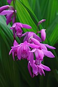 Hyacinth orchid, Bletilla striata, Pink coloured flowers growing outdoor.