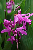 Hyacinth orchid, Bletilla striata, Pink coloured flowers growing outdoor.