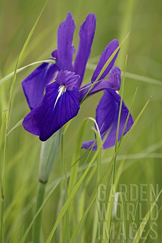 Japanese_iris_Iris_laevigata_Purple_coloured_flower_growing_outdoor