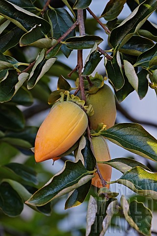 Japanese_persimmon_Diospyros_kaki_Yellow_coloured_fruit_growing_on_the_tree
