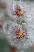 Korean clematis, Clematis serratifolia, Close up of fluffy seedheads.