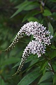 Swamp lily, Saururus cernuus, Two mauve coloured flowers growing outdoor.---