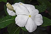 Periwinkle, Madagascar periwinkle, Catharanthus roseus, White coloured flower growing outdoor.