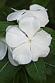 Periwinkle, Madagascar periwinkle, Catharanthus roseus, White coloured flowers growing outdoor.