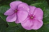 Periwinkle, Madagascar periwinkle, Catharanthus roseus, Pink coloured flowers growing outdoor.