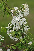 Crab apple, Siberian crab apple, Malus mandshurica, Small white flower blossoms growing outdoor on the tree.