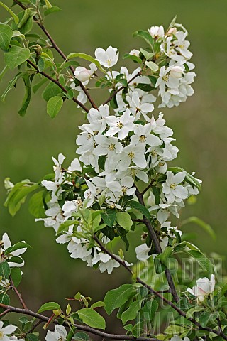Crab_apple_Siberian_crab_apple_Malus_mandshurica_Small_white_flower_blossoms_growing_outdoor_on_the_