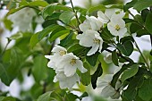Crab apple, Siberian crab apple, Malus mandshurica, Small white flower blossoms growing outdoor on the tree.
