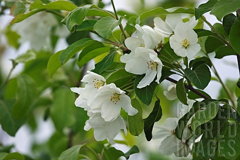 Crab_apple_Siberian_crab_apple_Malus_mandshurica_Small_white_flower_blossoms_growing_outdoor_on_the_