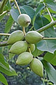 Manchurian walnut, Juglans mandshurica, Green coloured fruit growing outdoor.