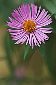 Aster, New England aster, Symphyotrichum novae-angliae, Pink coloured flower growing outdoor.