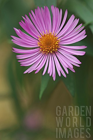 Aster_New_England_aster_Symphyotrichum_novaeangliae_Pink_coloured_flower_growing_outdoor