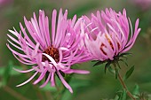 Aster, New England aster, Symphyotrichum novae-angliae, Tw pink coloured flowers growing outdoor.