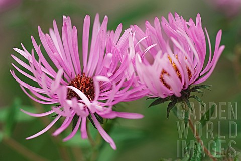Aster_New_England_aster_Symphyotrichum_novaeangliae_Tw_pink_coloured_flowers_growing_outdoor