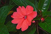 New Guinea impatiens, Impatiens hawkeri, Single peach coloured flower growing outdoor.