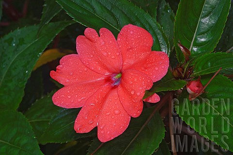 New_Guinea_impatiens_Impatiens_hawkeri_Single_peach_coloured_flower_growing_outdoor