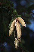 Pine, Fir, Spruce, Norway spruce cones growing outdoor on the tree.