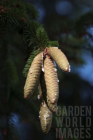 Pine_Fir_Spruce_Norway_spruce_cones_growing_outdoor_on_the_tree