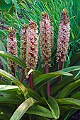 Pineapple flower, Eucomis comosa bicolour, Mauve coloured flowers growing outdoor.