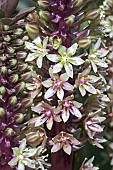 Pineapple flower, Eucomis comosa bicolour, Close up of mauve coloured flowers growing outdoor.