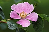 Prickly wild rose, Rosa acicularis, Single pink coloured flower growing outdoor.