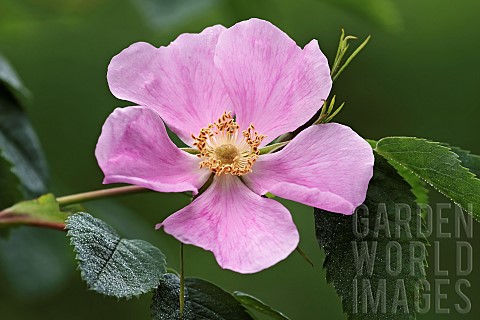 Prickly_wild_rose_Rosa_acicularis_Single_pink_coloured_flower_growing_outdoor