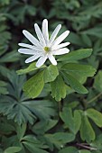 Raddes anemone, Anemone raddeana, Single white coloured flower growing outdoor.