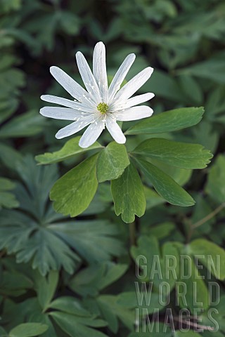 Raddes_anemone_Anemone_raddeana_Single_white_coloured_flower_growing_outdoor
