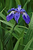 Japanese roof iris, Iris tectorum, Blue coloured flower growing outdoor.