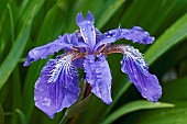 Japanese roof iris, Iris tectorum, Blue coloured flower growing outdoor.