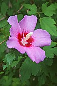 Hibiscus, Rose of Sharon, Hibiscus syriacus, Single pink coloured flower growing outdoor.