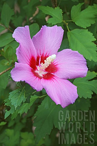 Hibiscus_Rose_of_Sharon_Hibiscus_syriacus_Single_pink_coloured_flower_growing_outdoor