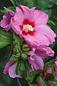 Hibiscus, Rose of Sharon, Hibiscus syriacus, Pink coloured flowers growing outdoor.