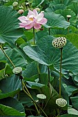 Lotus, Sacred lotus, Nelumbo nucifera, Single pink flower growing outdoor among seedheads.