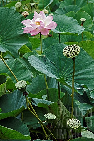 Lotus_Sacred_lotus_Nelumbo_nucifera_Single_pink_flower_growing_outdoor_among_seedheads