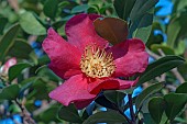 Sasangua camellia, Camellia sasangua, Single red coloured flower growing outdoor.