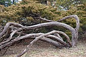 Savin juniper, Juniperus sabina, Bent over branches of the tree growing outdoor.