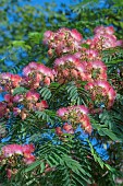 Silk tree, Albizia julibrissin var rosea, Pink flowers growing outdoor.
