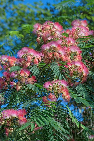 Silk_tree_Albizia_julibrissin_var_rosea_Pink_flowers_growing_outdoor